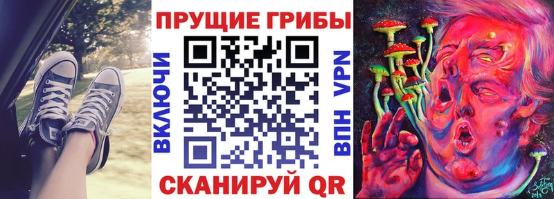как найти закладки  Николаевск-на-Амуре  Псилоцибиновые грибы Cubensis 